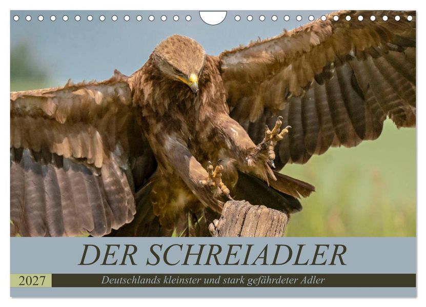 Der Schreiadler (Clanga pomarina) - Deutschands kleinster und stark gefährdeter Adler. (Wandkalender 2027 DIN A4 quer) CALVENDO Monatskalender