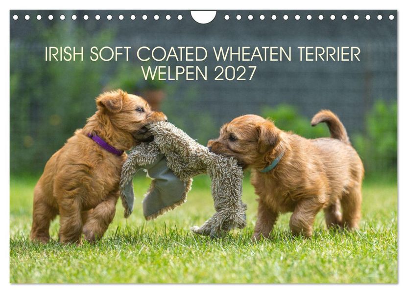 IRISH SOFT COATED WHEATEN TERRIER WELPEN 2027 (Wandkalender 2027 DIN A4 quer) CALVENDO Monatskalender