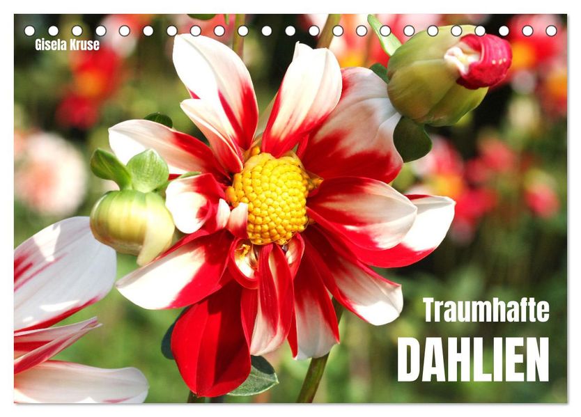 Traumhafte Dahlien (Tischkalender 2027 DIN A5 quer) CALVENDO Monatskalender