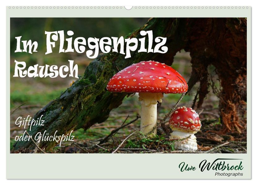 Im Fliegenpilz Rausch (Wandkalender 2027 DIN A2 quer) CALVENDO Monatskalender