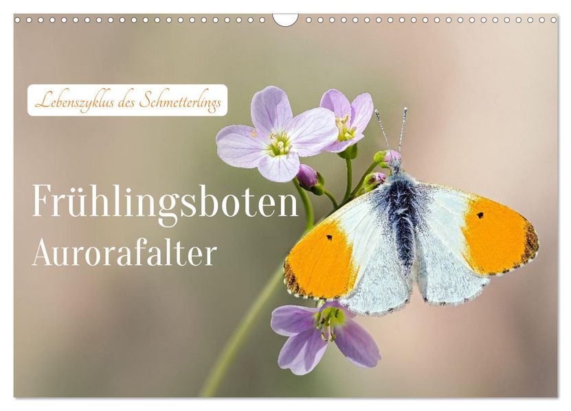Frühlingsboten Aurorafalter (Wandkalender 2027 DIN A3 quer) CALVENDO Monatskalender