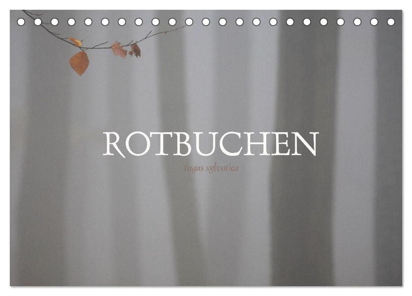 Rotbuchen (Tischkalender 2027 DIN A5 quer) CALVENDO Monatskalender