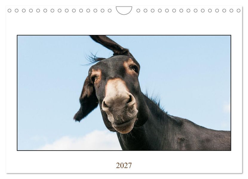 Esel Lebensfreude - Spaß mit Langohren (Wandkalender 2027 DIN A4 quer) CALVENDO Monatskalender