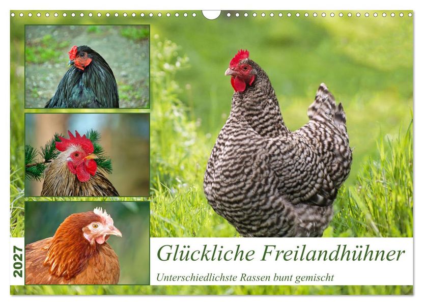 Glückliche Freilandhühner (Wandkalender 2027 DIN A3 quer) CALVENDO Monatskalender