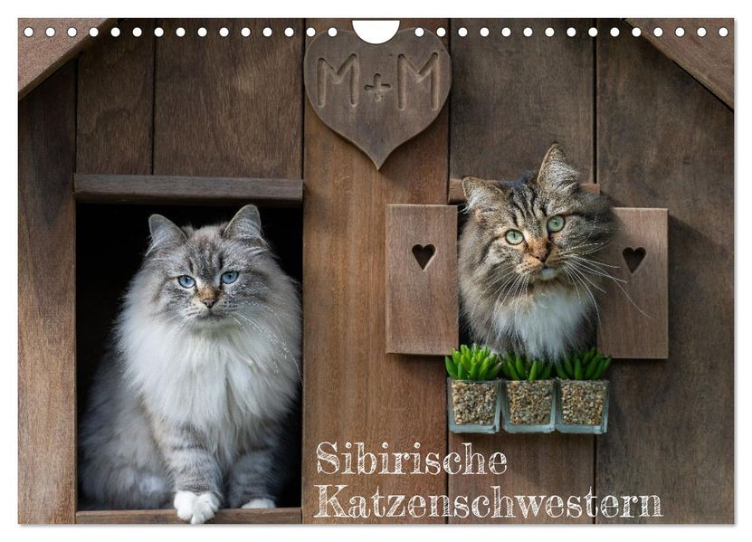 Maui und Molokai - Sibirische Katzenschwestern (Wandkalender 2027 DIN A4 quer) CALVENDO Monatskalender