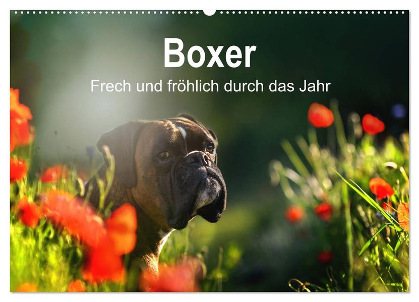 Boxer Frech und fröhlich durch das Jahr (Wandkalender 2027 DIN A2 quer) CALVENDO Monatskalender