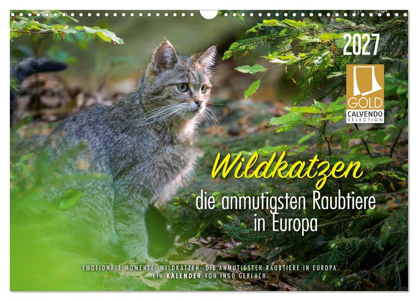 Wildkatzen - die anmutigsten Raubiere in Europa. (Wandkalender 2027 DIN A3 quer) CALVENDO Monatskalender