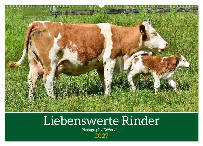 Liebenswerte Rinder (Wandkalender 2027 DIN A2 quer) CALVENDO Monatskalender