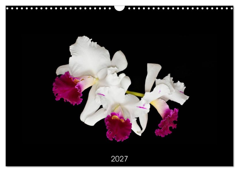 Leuchtende Cattleyen (Wandkalender 2027 DIN A3 quer) CALVENDO Monatskalender