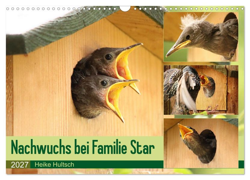 Nachwuchs bei Familie Star (Wandkalender 2027 DIN A3 quer) CALVENDO Monatskalender