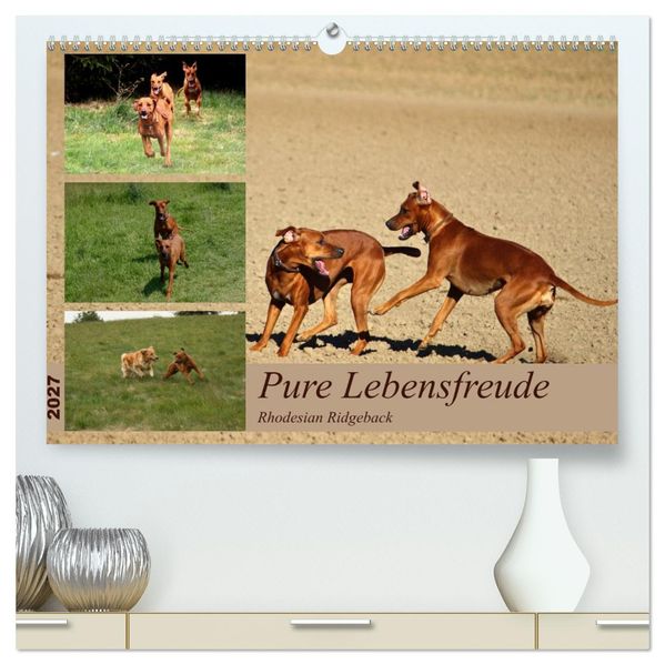 Rhodesian Ridgeback Pure Lebensfreude (hochwertiger Premium Wandkalender 2027 DIN A2 quer) Kunstdruck in Hochglanz