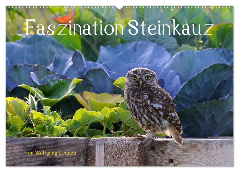 Faszination Steinkauz (Wandkalender 2027 DIN A2 quer) CALVENDO Monatskalender