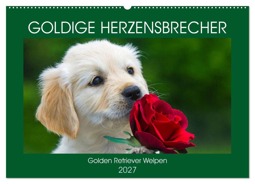 Goldige Herzensbrecher - Golden Retriever Welpen (Wandkalender 2027 DIN A2 quer) CALVENDO Monatskalender