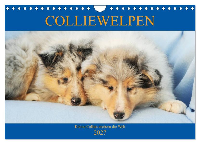 Colliewelpen - kleine Collies erobern die Welt (Wandkalender 2027 DIN A4 quer) CALVENDO Monatskalender
