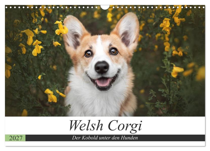 Welsh Corgi - Der Kobold unter den Hunden (Wandkalender 2027 DIN A3 quer) CALVENDO Monatskalender