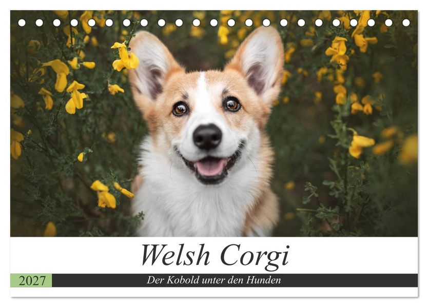 Welsh Corgi - Der Kobold unter den Hunden (Tischkalender 2027 DIN A5 quer) CALVENDO Monatskalender