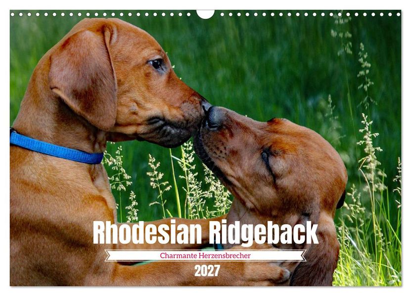 Rhodesian Ridgeback Charmante Herzensbrecher (Wandkalender 2027 DIN A3 quer) CALVENDO Monatskalender