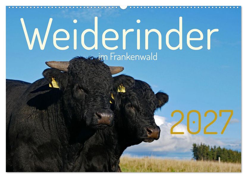 Weiderinder im Frankenwald (Wandkalender 2027 DIN A2 quer) CALVENDO Monatskalender