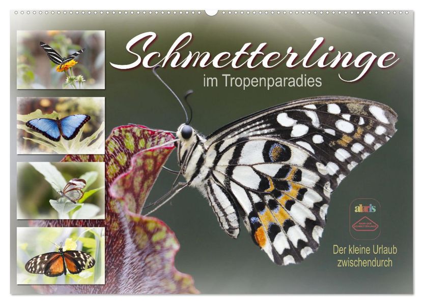 Schmetterlinge im Tropenparadies (Wandkalender 2027 DIN A2 quer) CALVENDO Monatskalender