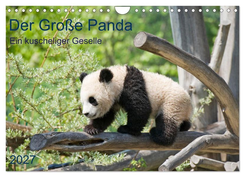 Der Große Panda Ein kuscheliger Geselle (Wandkalender 2027 DIN A4 quer) CALVENDO Monatskalender