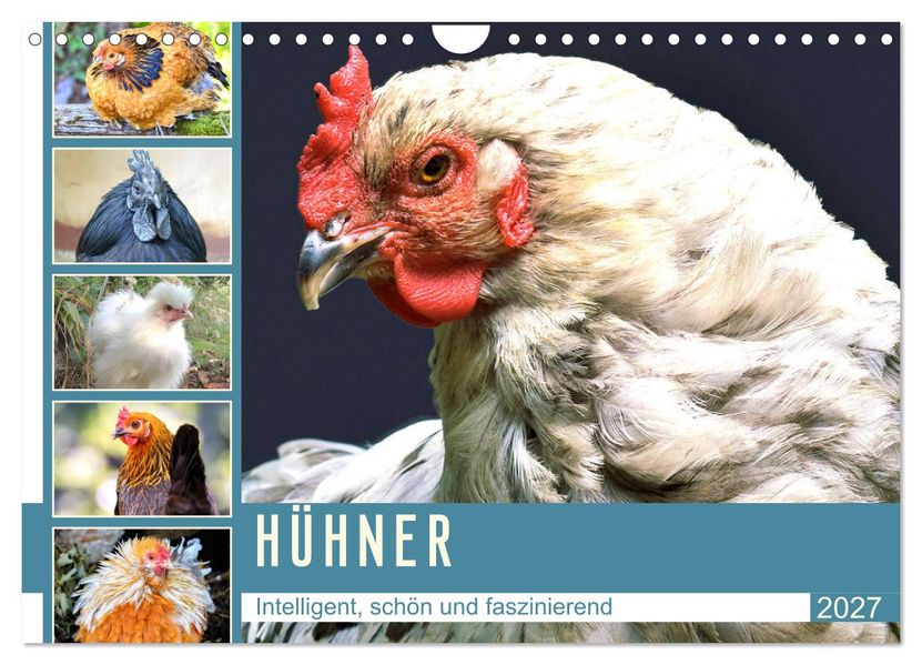 Hühner. Intelligent schön und faszinierend (Wandkalender 2027 DIN A4 quer) CALVENDO Monatskalender