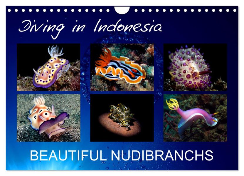 Diving in Indonesia - BEAUTIFUL NUDIBRANCHS (Wall Calendar 2027 DIN A4 landscape) CALVENDO 12 Month Wall Calendar