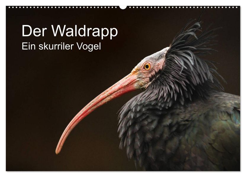 Der Waldrapp - Ein skurriler Vogel (Wandkalender 2027 DIN A2 quer) CALVENDO Monatskalender