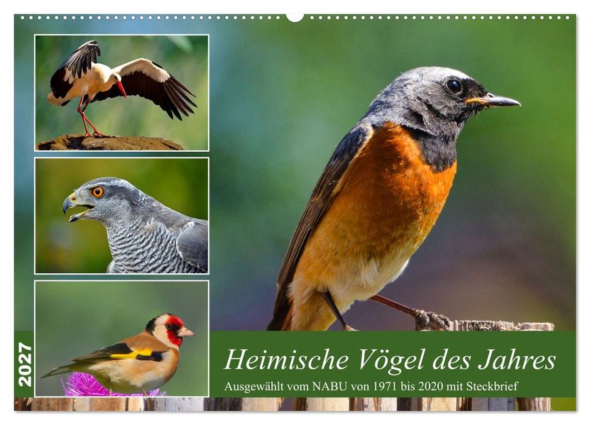 Heimische Vögel des Jahres (Wandkalender 2027 DIN A2 quer) CALVENDO Monatskalender