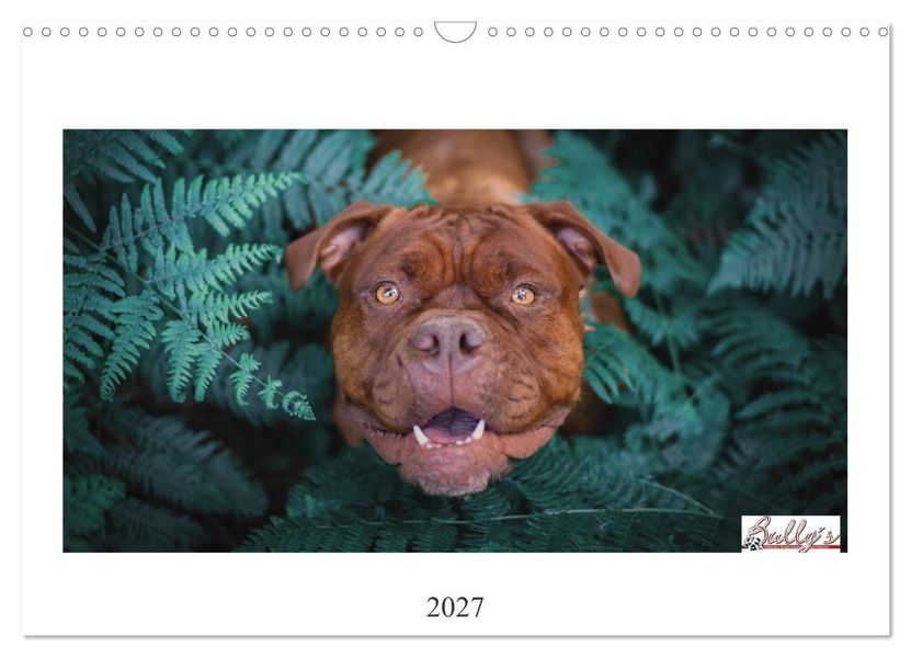 Wunderschöne Bulldoggen (Wandkalender 2027 DIN A3 quer) CALVENDO Monatskalender