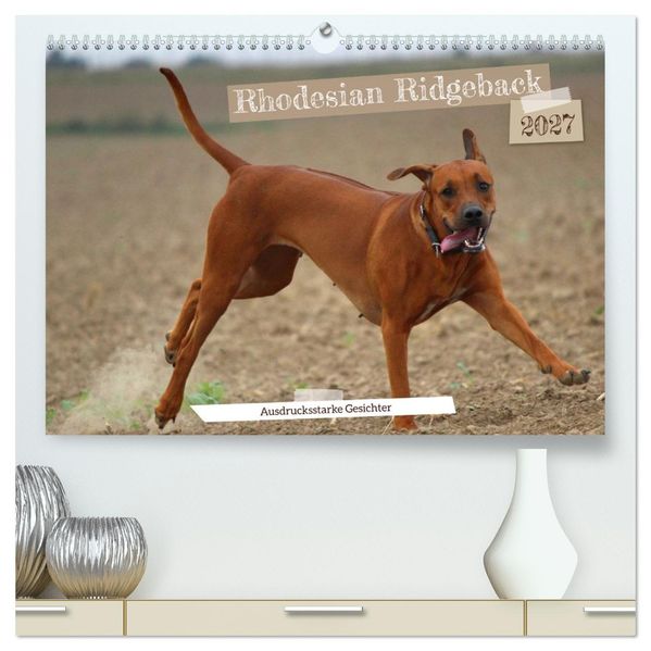 Rhodesian Ridgeback - Ausdrucksstarke Gesichter (hochwertiger Premium Wandkalender 2027 DIN A2 quer) Kunstdruck in Hochglanz