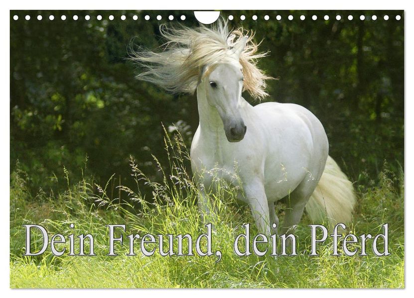 Dein Freund dein Pferd (Wandkalender 2027 DIN A4 quer) CALVENDO Monatskalender