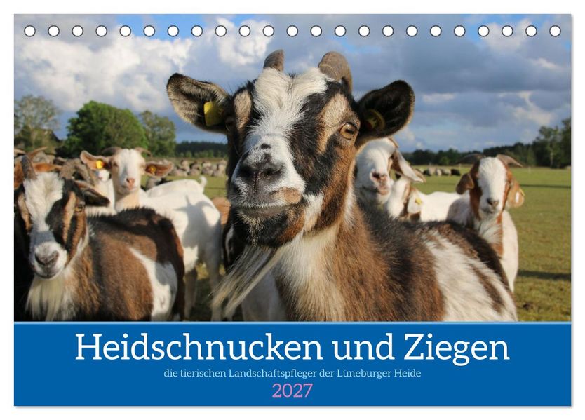 Heidschnucken und Ziegen die tierischen Landschaftspfleger der Lüneburger Heide (Tischkalender 2027 DIN A5 quer) CALVENDO Monatskalender