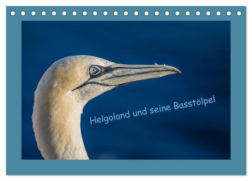 Helgoland und seine Basstölpel (Tischkalender 2027 DIN A5 quer) CALVENDO Monatskalender
