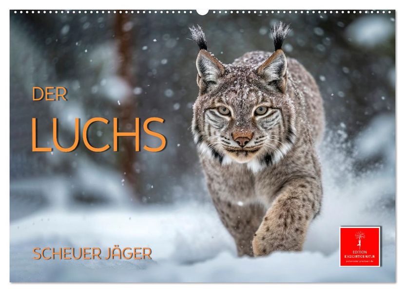 Der Luchs - scheuer Jäger (Wandkalender 2027 DIN A2 quer) CALVENDO Monatskalender
