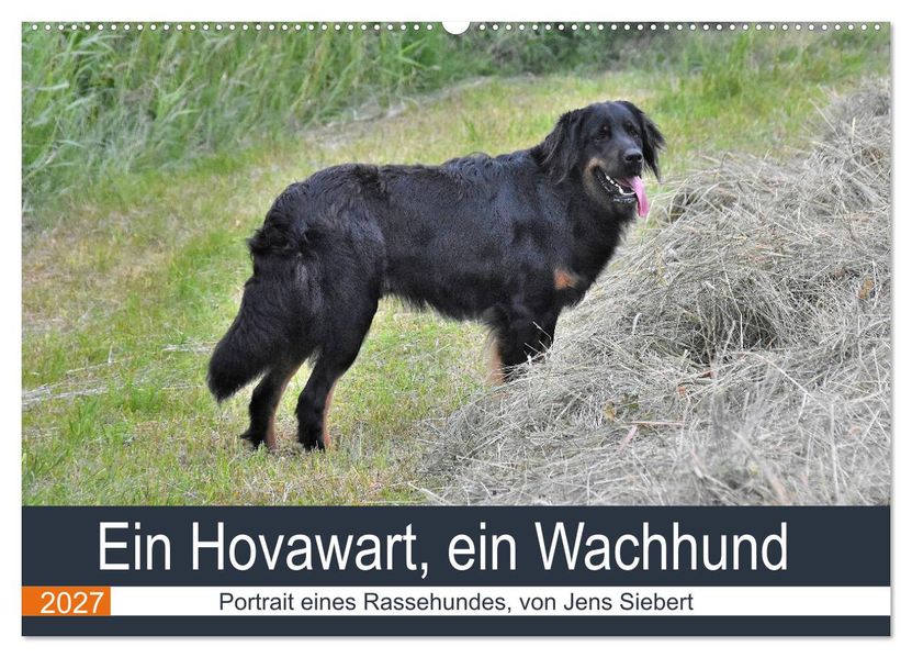 Ein Hovawart ein Wachhund (Wandkalender 2027 DIN A2 quer) CALVENDO Monatskalender