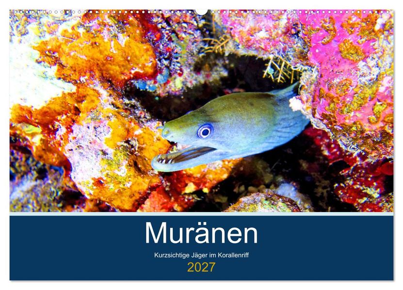 Muränen - Kurzsichtige Jäger im Korallenriff (Wandkalender 2027 DIN A2 quer) CALVENDO Monatskalender