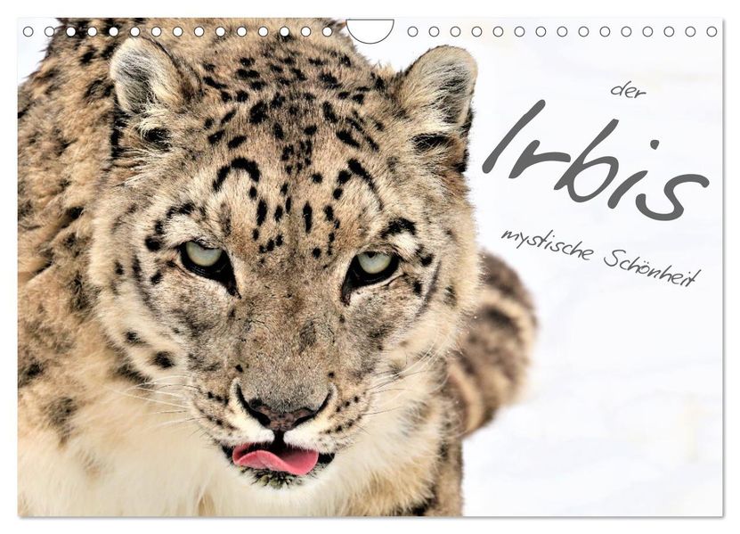 der Irbis - mystische Schönheit (Wandkalender 2027 DIN A4 quer) CALVENDO Monatskalender