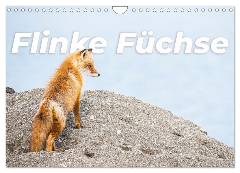 Flinke Füchse (Wandkalender 2027 DIN A4 quer) CALVENDO Monatskalender