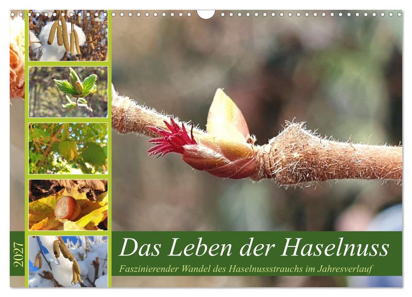 Das Leben der Haselnuss (Wandkalender 2027 DIN A3 quer) CALVENDO Monatskalender