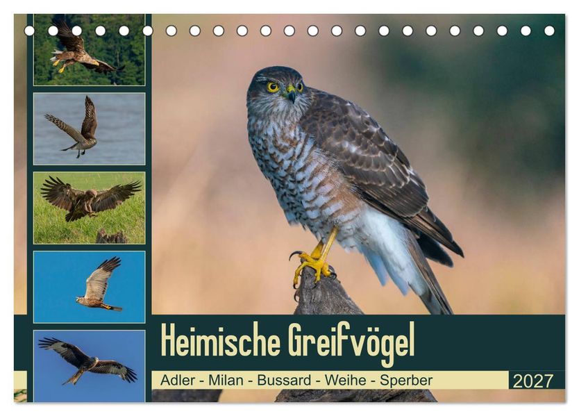 Heimische GREIFVÖGEL Adler Milan Bussard Weihe Sperber (Tischkalender 2027 DIN A5 quer) CALVENDO Monatskalender