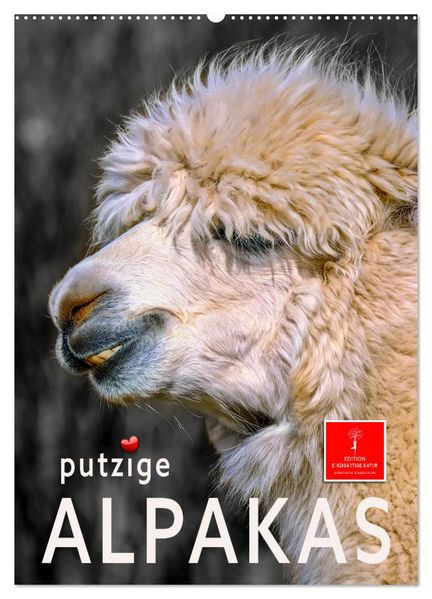 Putzige Alpakas (Wandkalender 2027 DIN A2 hoch) CALVENDO Monatskalender