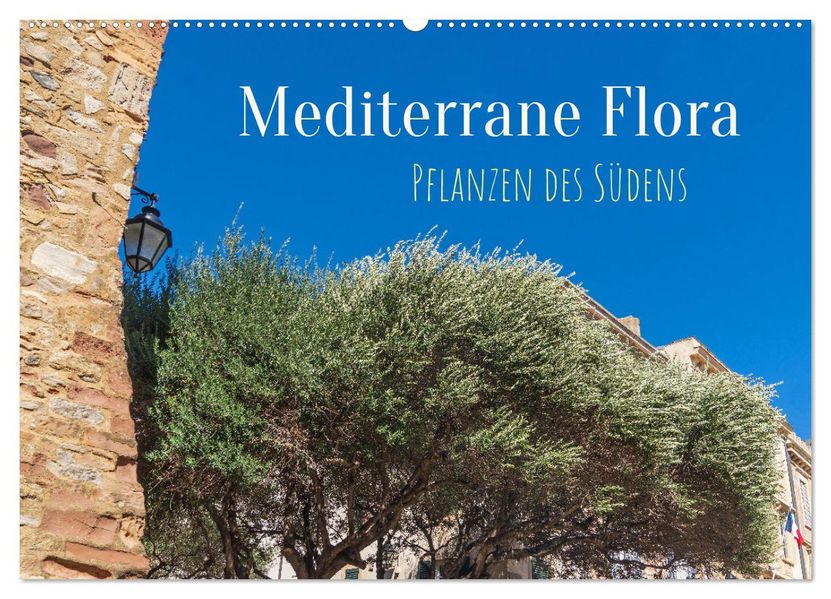 Mediterrane Flora - Pflanzen des Südens (Wandkalender 2027 DIN A2 quer) CALVENDO Monatskalender