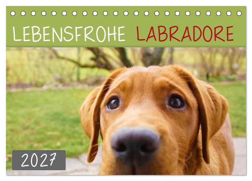 Lebensfrohe Labradore (Tischkalender 2027 DIN A5 quer) CALVENDO Monatskalender