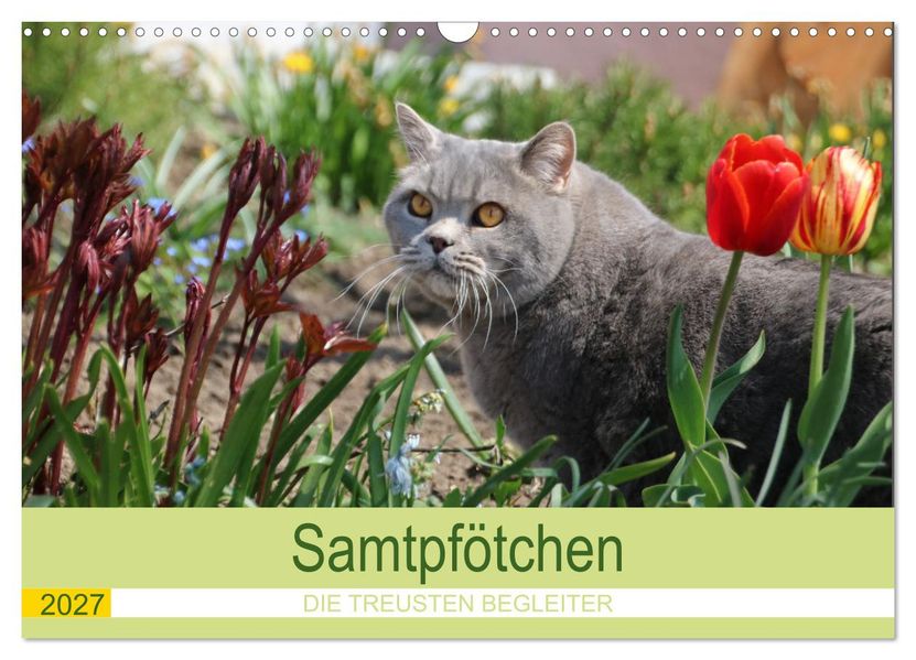 Samtpfötchen - Die treusten Begleiter 2027 (Wandkalender 2027 DIN A3 quer) CALVENDO Monatskalender