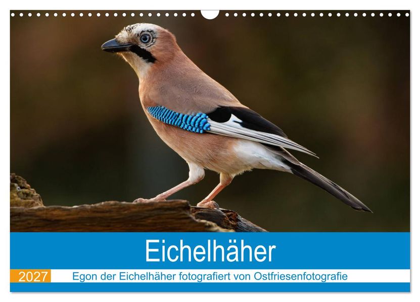 Eichelhäher - Egon der Eichelhäher fotografiert von Ostfriesenfotografie (Wandkalender 2027 DIN A3 quer) CALVENDO Monatskalender
