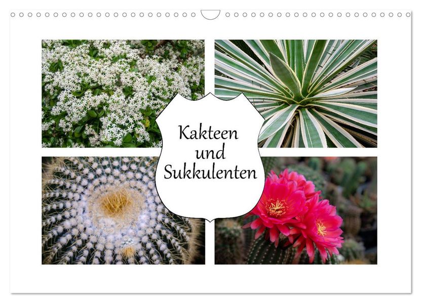 Kakteen und Sukkulenten (Wandkalender 2027 DIN A3 quer) CALVENDO Monatskalender