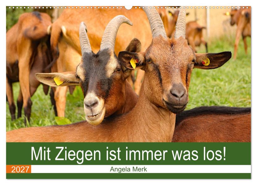 Mit Ziegen ist immer was los! (Wandkalender 2027 DIN A2 quer) CALVENDO Monatskalender