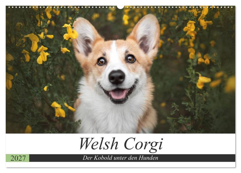 Welsh Corgi - Der Kobold unter den Hunden (Wandkalender 2027 DIN A2 quer) CALVENDO Monatskalender