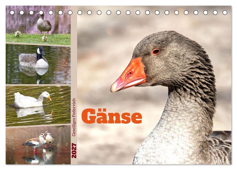 Gänse geselliges Federvieh (Tischkalender 2027 DIN A5 quer) CALVENDO Monatskalender