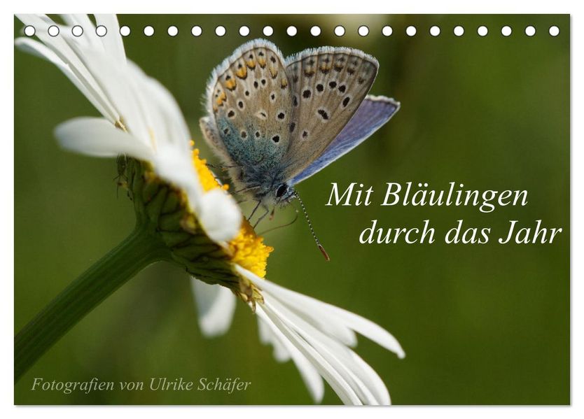Mit Bläulingen durch das Jahr (Tischkalender 2027 DIN A5 quer) CALVENDO Monatskalender